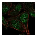 Atlas Antibodies Anti-APPBP2 Antibody