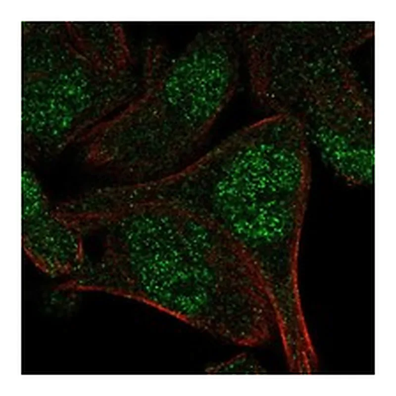 Atlas Antibodies Anti-APPBP2 Antibody