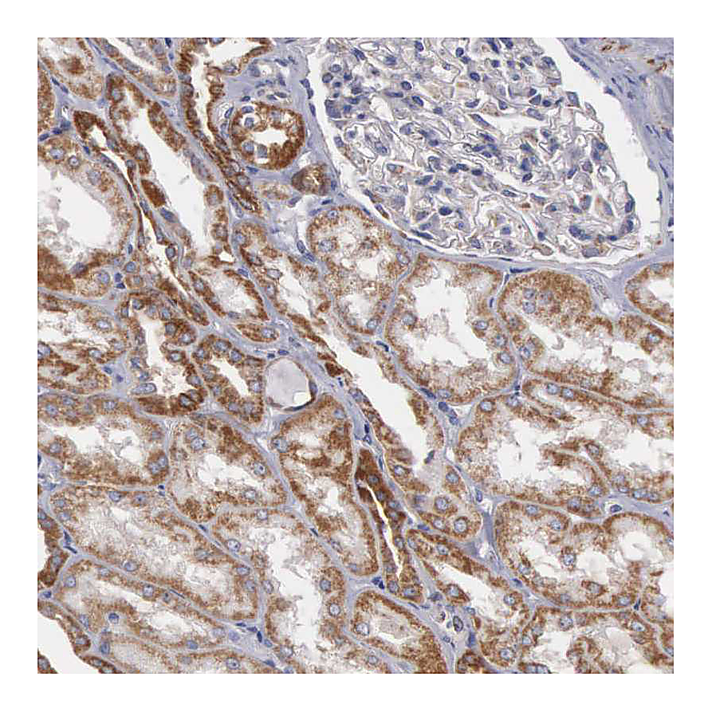 Atlas Antibodies Anti-APOOL Antibody