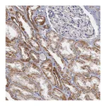 Atlas Antibodies Anti-APOOL Antibody