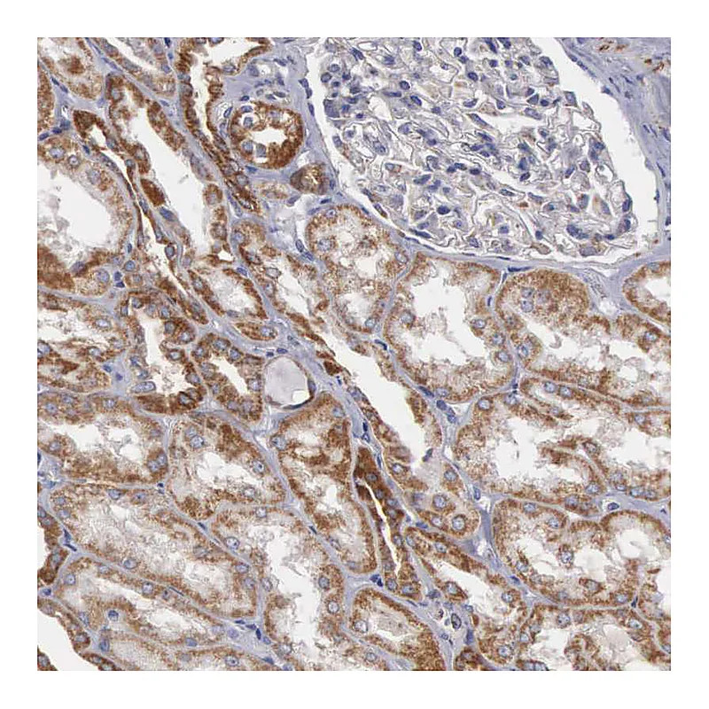 Atlas Antibodies Anti-APOOL Antibody