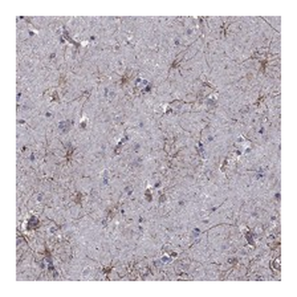 Atlas Antibodies Anti-APPBP2 Antibody
