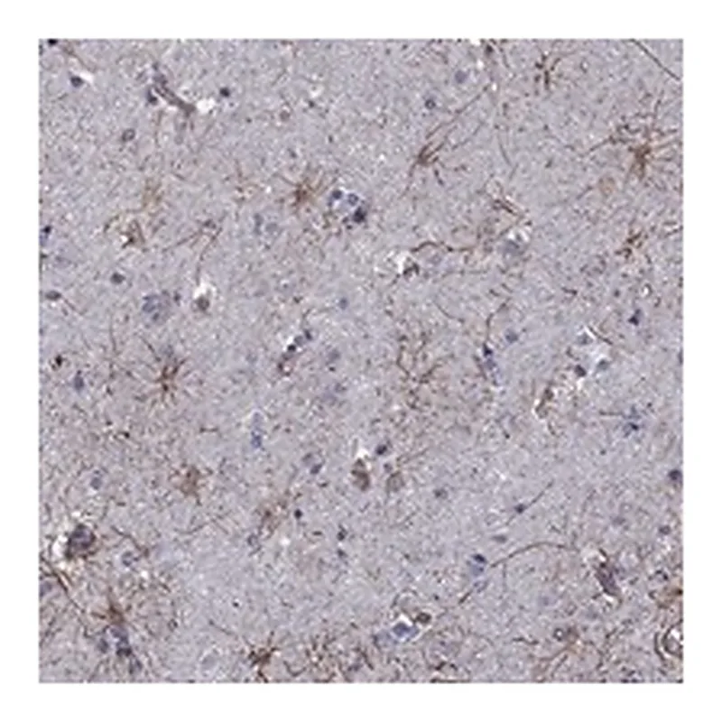 Atlas Antibodies Anti-APPBP2 Antibody