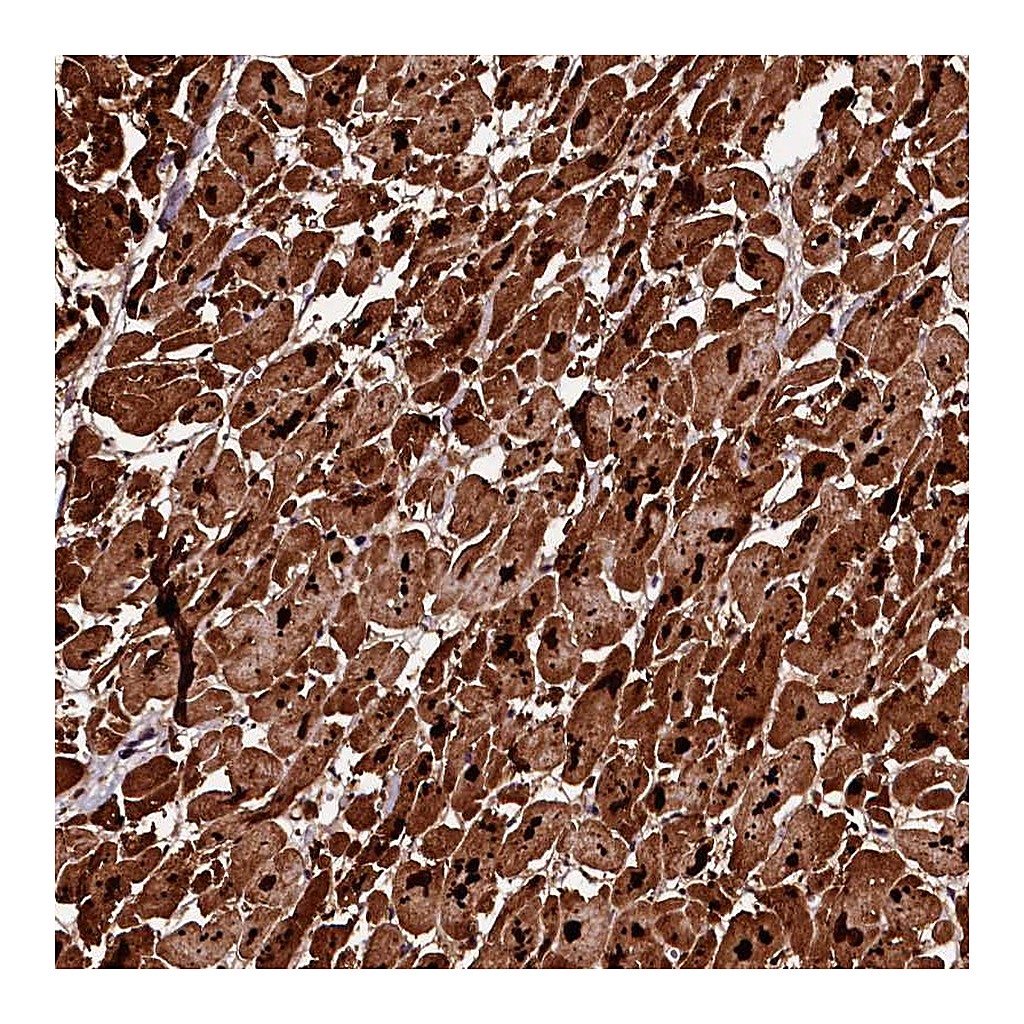 Atlas Antibodies Anti-APPL2 Antibody