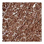 Atlas Antibodies Anti-APPL2 Antibody
