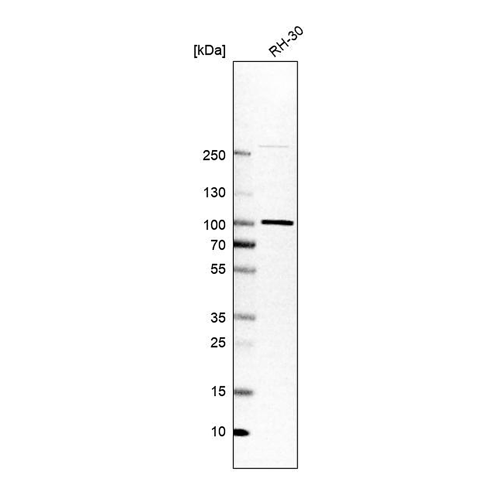 Atlas Antibodies Anti-APPL1 Antibody