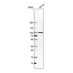 Atlas Antibodies Anti-APPL1 Antibody