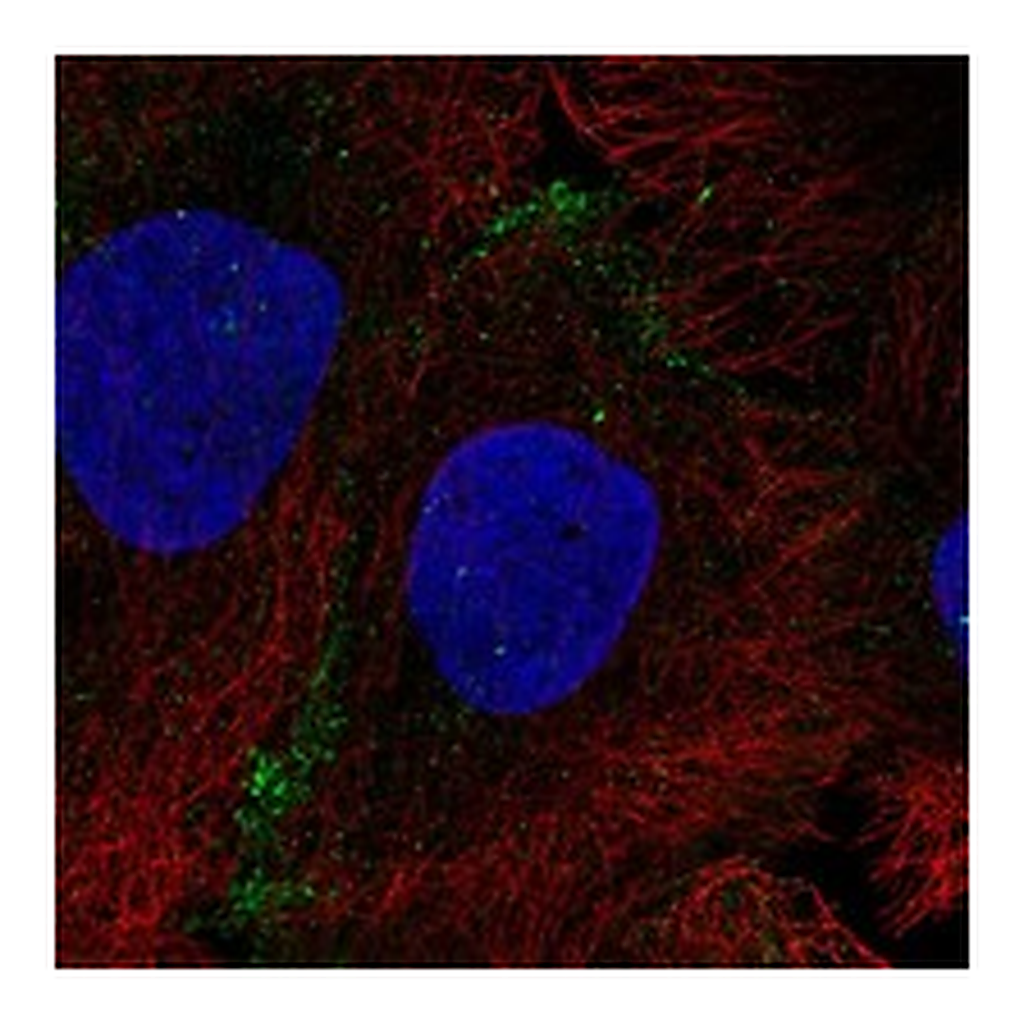 Atlas Antibodies Anti-AQP10 Antibody