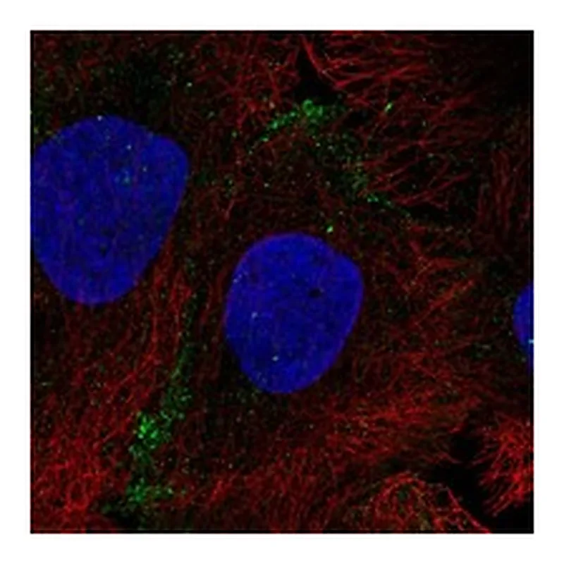 Atlas Antibodies Anti-AQP10 Antibody