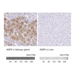 Atlas Antibodies Anti-AQP5 Antibody