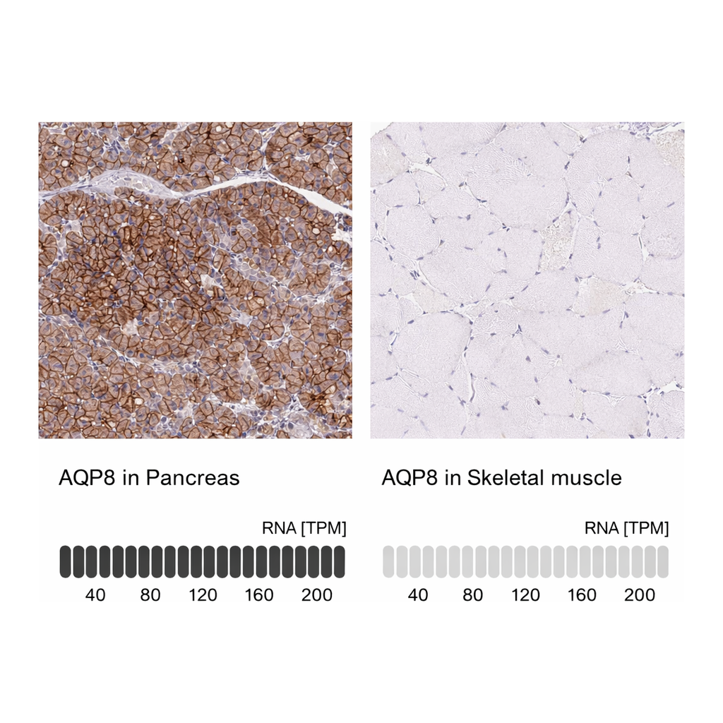 Atlas Antibodies Anti-AQP8 Antibody