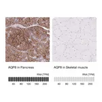Atlas Antibodies Anti-AQP8 Antibody