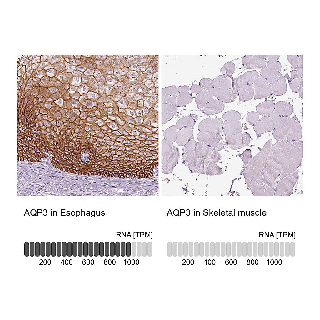Atlas Antibodies Anti-AQP3 Antibody