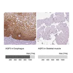 Atlas Antibodies Anti-AQP3 Antibody