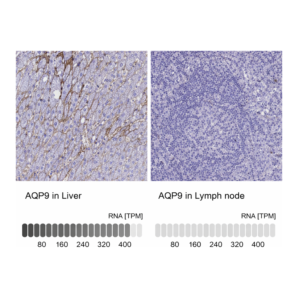 Atlas Antibodies Anti-AQP9 Antibody
