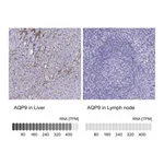 Atlas Antibodies Anti-AQP9 Antibody