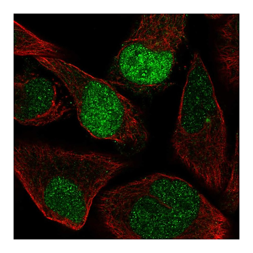 Atlas Antibodies Anti-AQR Antibody