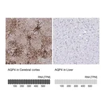 Atlas Antibodies Anti-AQP4 Antibody