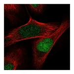 Atlas Antibodies Anti-AQR Antibody