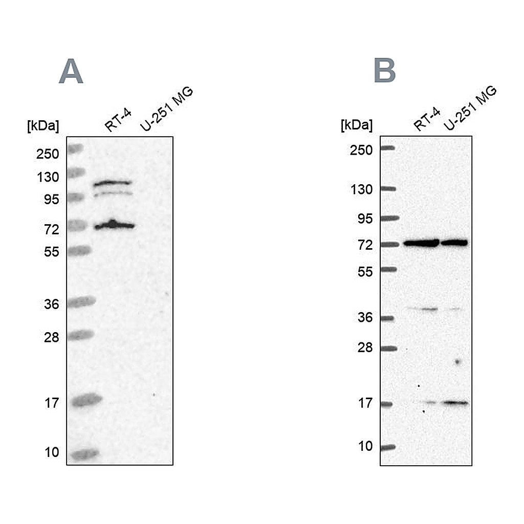 Atlas Antibodies Anti-ARAF Antibody