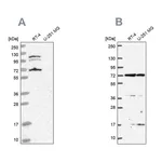 Atlas Antibodies Anti-ARAF Antibody