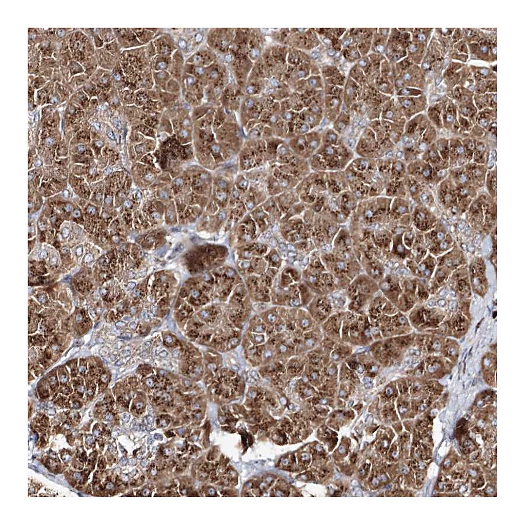 Atlas Antibodies Anti-ARCN1 Antibody