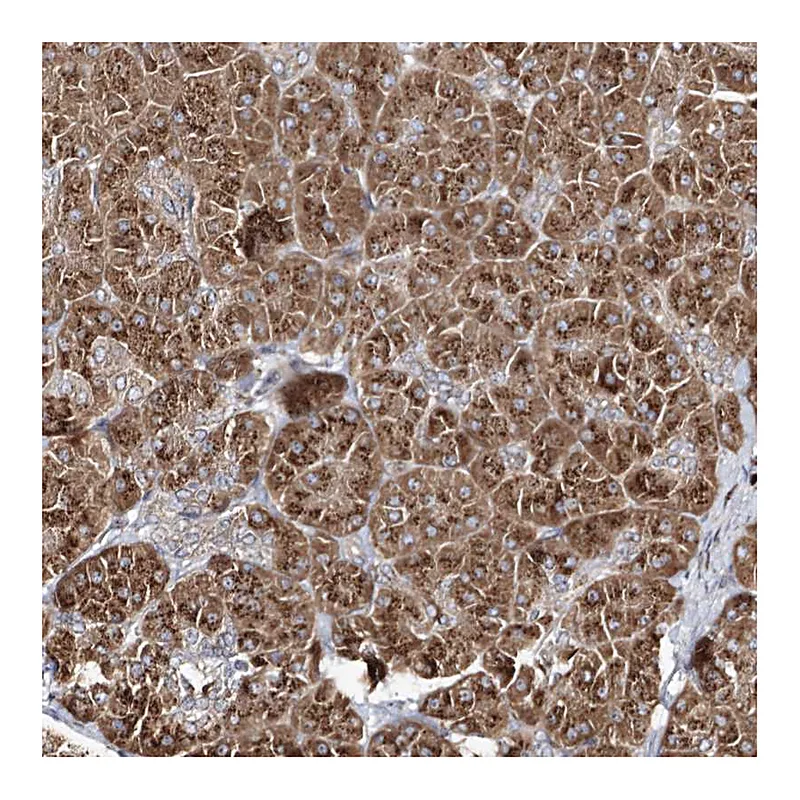 Atlas Antibodies Anti-ARCN1 Antibody