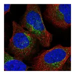 Atlas Antibodies Anti-ARCN1 Antibody