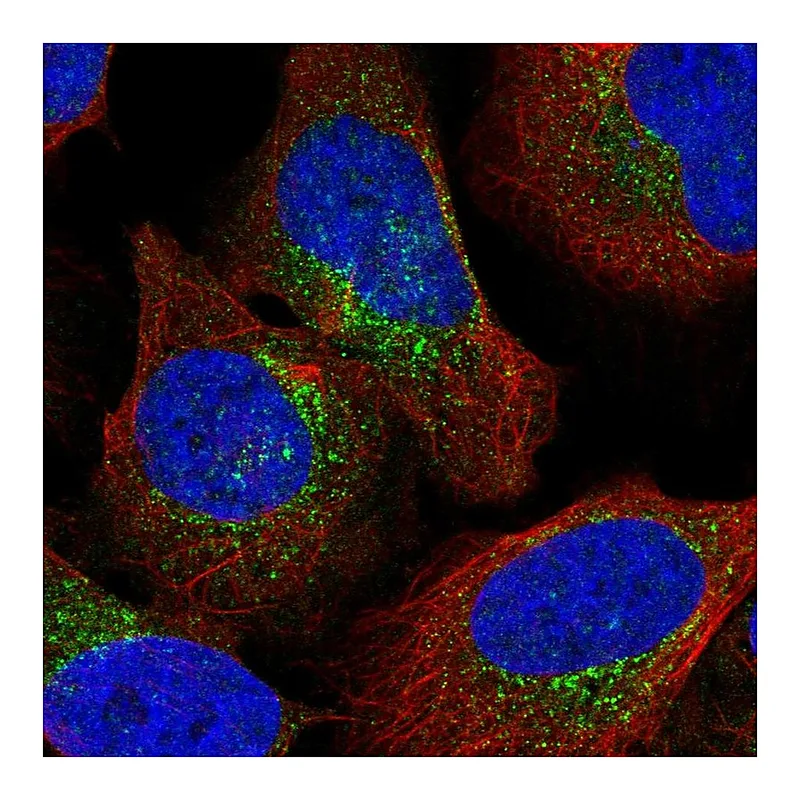 Atlas Antibodies Anti-ARCN1 Antibody