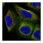 Atlas Antibodies Anti-ARC Antibody