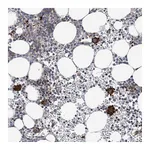 Atlas Antibodies Anti-ARAP2 Antibody