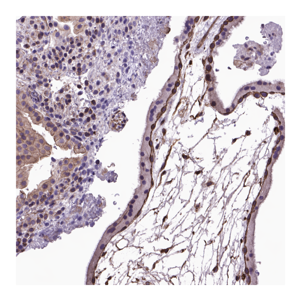 Atlas Antibodies Anti-AREG Antibody