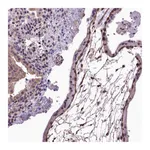 Atlas Antibodies Anti-AREG Antibody