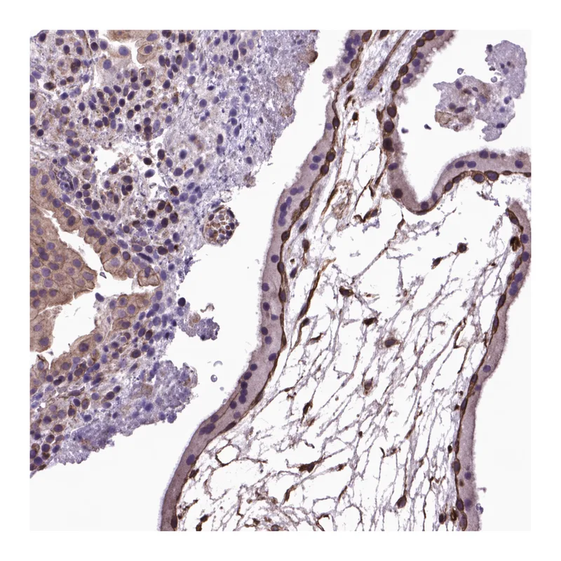 Atlas Antibodies Anti-AREG Antibody