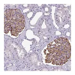 Atlas Antibodies Anti-AREL1 Antibody