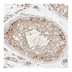 Atlas Antibodies Anti-ARFGEF1 Antibody