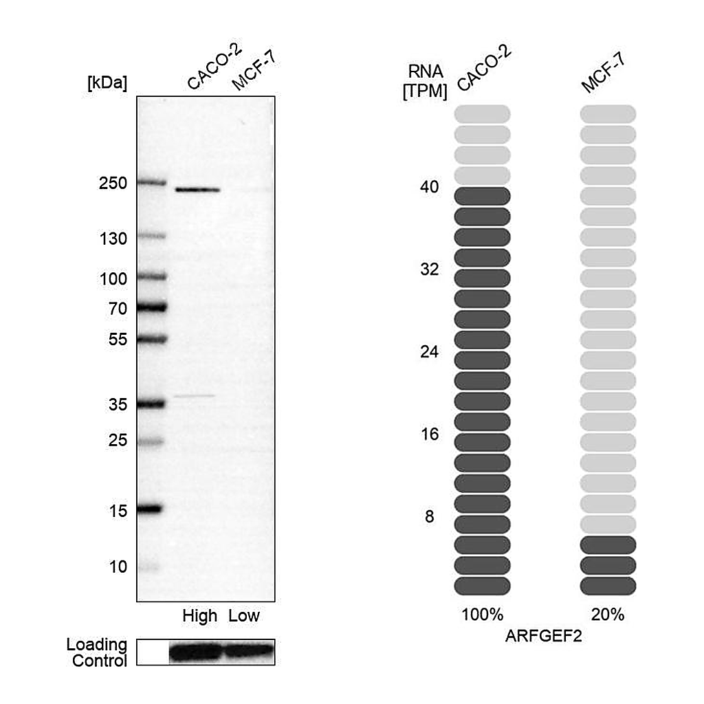 Atlas Antibodies Anti-ARFGEF2 Antibody
