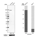 Atlas Antibodies Anti-ARFGEF2 Antibody