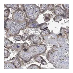 Atlas Antibodies Anti-ARFGAP1 Antibody