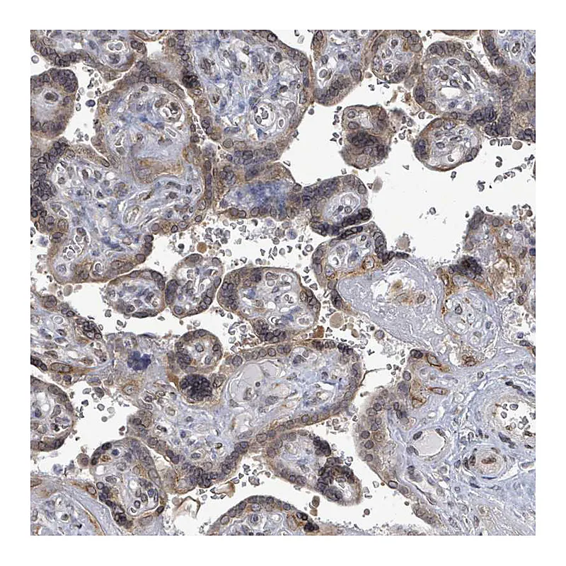 Atlas Antibodies Anti-ARFGAP1 Antibody