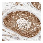 Atlas Antibodies Anti-ARFGEF1 Antibody