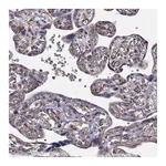 Atlas Antibodies Anti-ARFGAP1 Antibody