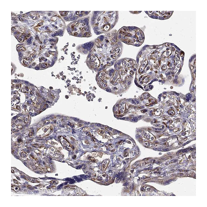 Atlas Antibodies Anti-ARFGAP1 Antibody