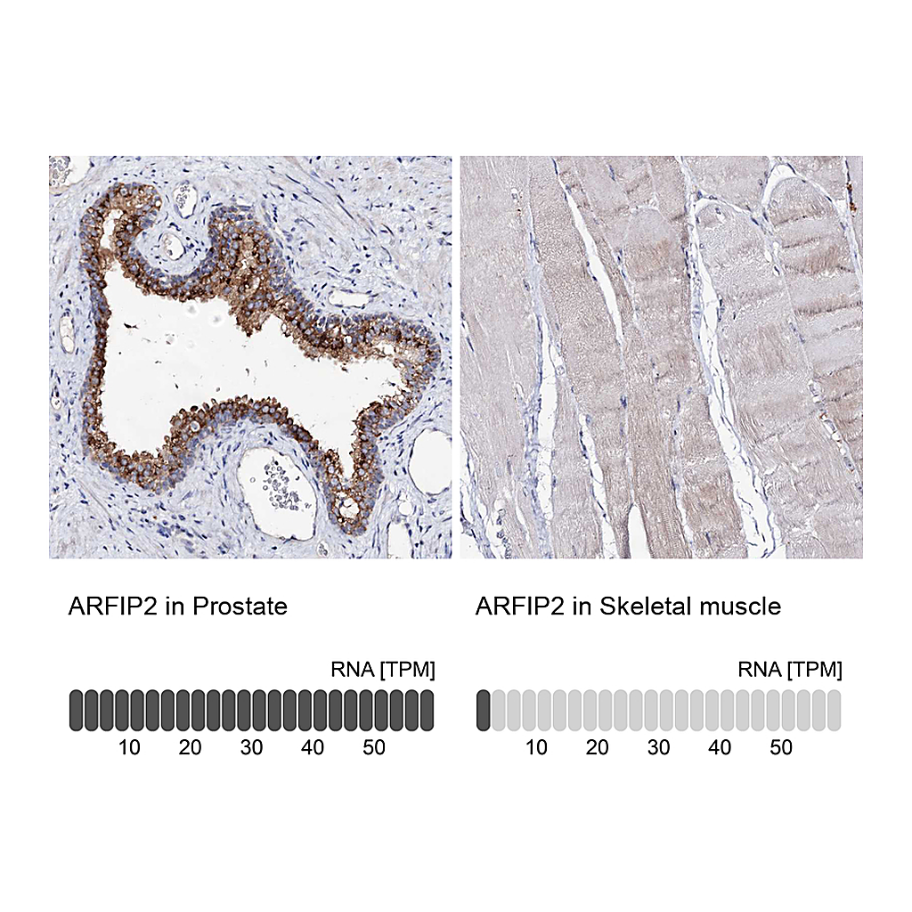Atlas Antibodies Anti-ARFIP2 Antibody