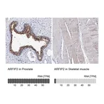 Atlas Antibodies Anti-ARFIP2 Antibody