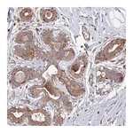 Atlas Antibodies Anti-ARFRP1 Antibody