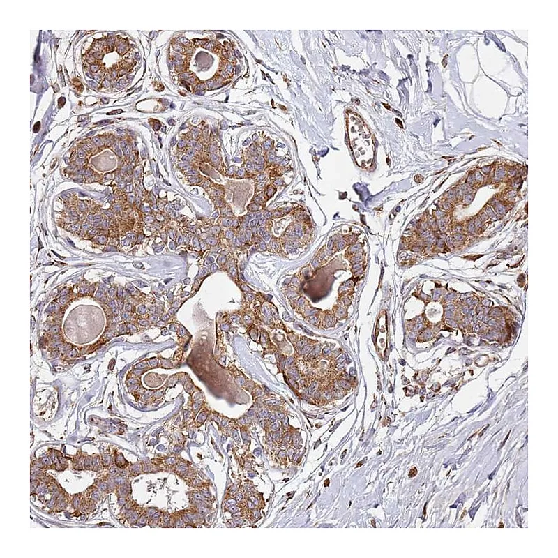 Atlas Antibodies Anti-ARFRP1 Antibody