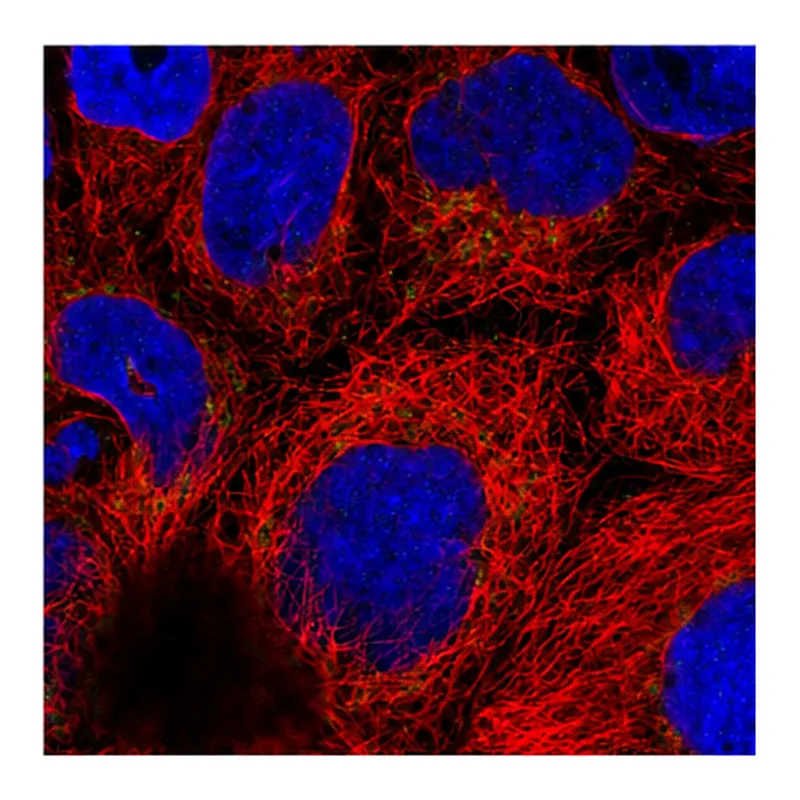 Atlas Antibodies Anti-ARFRP1 Antibody