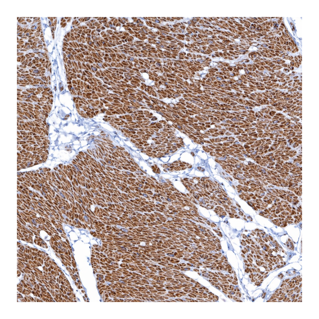 Atlas Antibodies Anti-ARGFX Antibody