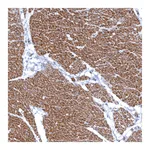 Atlas Antibodies Anti-ARGFX Antibody